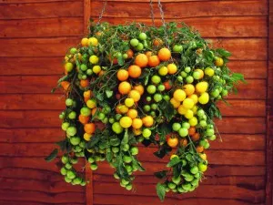 Tomate în ghivece