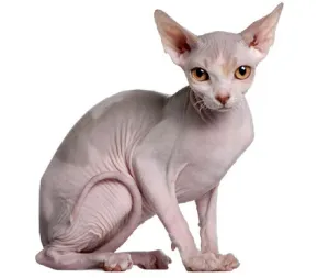 Sphynx rase de pisici