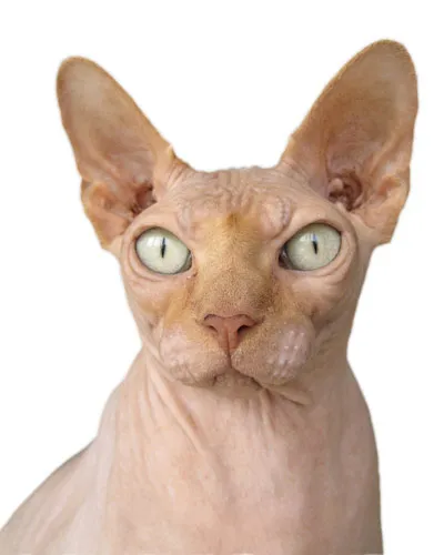 Sphynx rase de pisici Sphynx rase de pisici