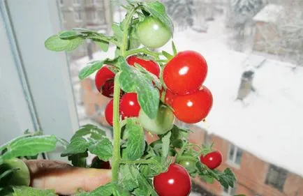 Tomate în ghivece