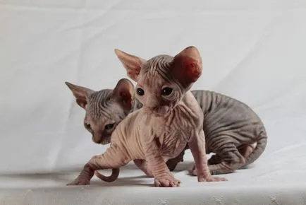 Sphynx rase de pisici Sphynx rase de pisici