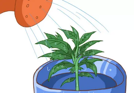 Tomate în ghivece