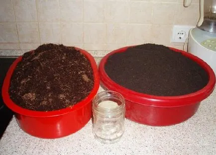 Tomate în ghivece