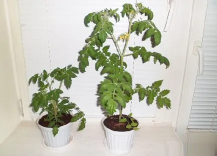Tomate în ghivece