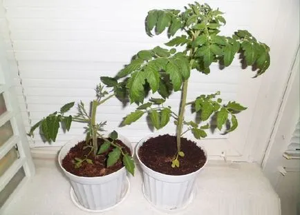 Tomate în ghivece