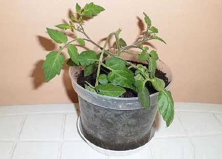 Tomate în ghivece