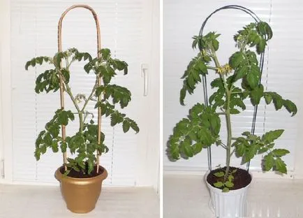 Tomate în ghivece