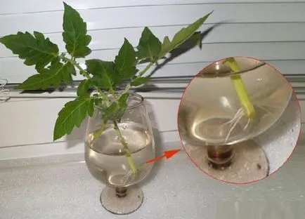 Tomate în ghivece