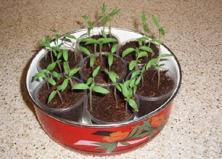 Tomate în ghivece