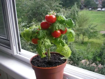 Tomate în ghivece