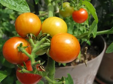 Tomate în ghivece