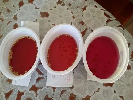 Tomate în ghivece