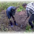 Cum se păstrează cartofi Cum se păstrează cartofi