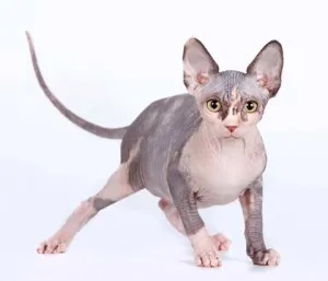 Sphynx rase de pisici Sphynx rase de pisici