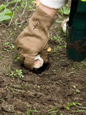 cultivare Lalele și îngrijire