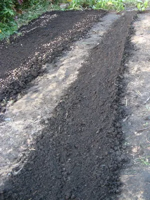 cultivare Lalele și îngrijire