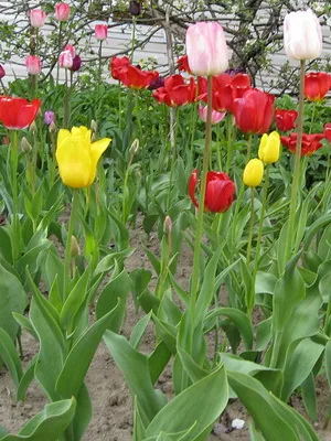 cultivare Lalele și îngrijire