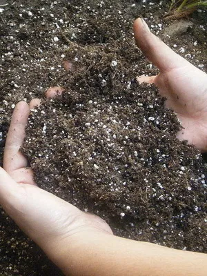 cultivare Lalele și îngrijire