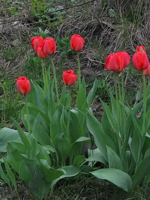 cultivare Lalele și îngrijire