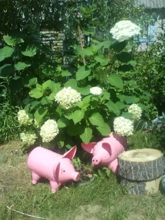 Cum sa faci un porc