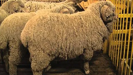 mare de ovine