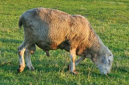 mare de ovine