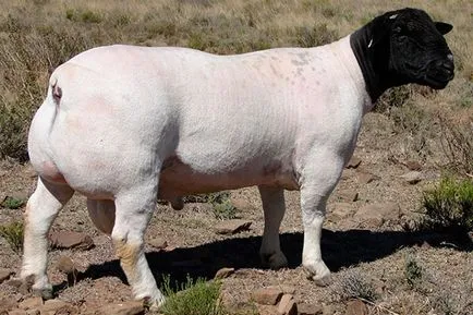 mare de ovine