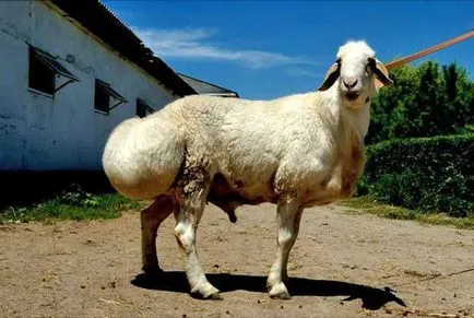 mare de ovine