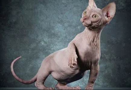 Sphynx rase de pisici Sphynx rase de pisici