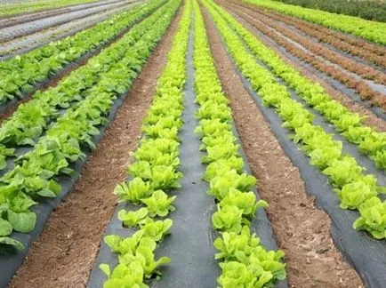 Cultivarea salata verde în câmp deschis Cultivarea salata verde în câmp deschis