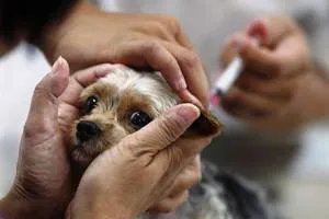 Cum vaccinări pentru catei Cum vaccinări pentru catei