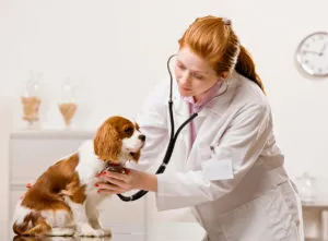 Cum vaccinări pentru catei Cum vaccinări pentru catei
