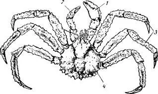 Ca conserve de crab