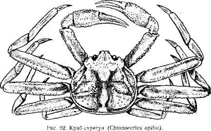 Ca conserve de crab