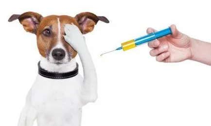 Cum vaccinări pentru catei Cum vaccinări pentru catei