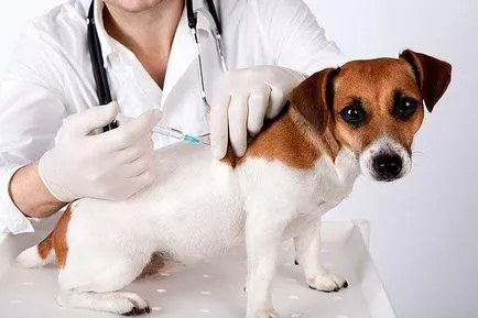 Cum vaccinări pentru catei