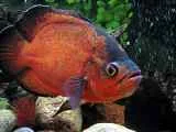 tratamentul discus
