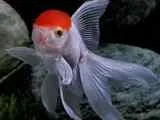 tratamentul discus