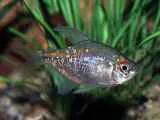 tratamentul discus
