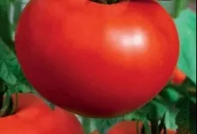 tomate Ultrarannie tomate Ultrarannie