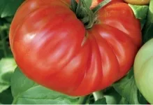 tomate Ultrarannie tomate Ultrarannie