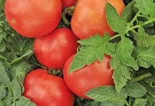tomate Ultrarannie tomate Ultrarannie