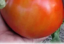 tomate Ultrarannie tomate Ultrarannie