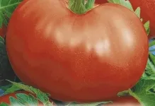 tomate Ultrarannie tomate Ultrarannie
