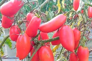 tomate Ultrarannie