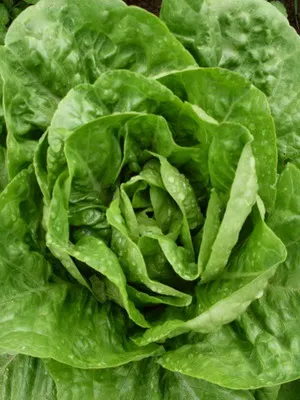 Cultivarea salata verde în câmp deschis