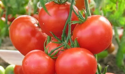 tomate Ultrarannie tomate Ultrarannie