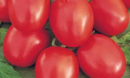 tomate Ultrarannie tomate Ultrarannie