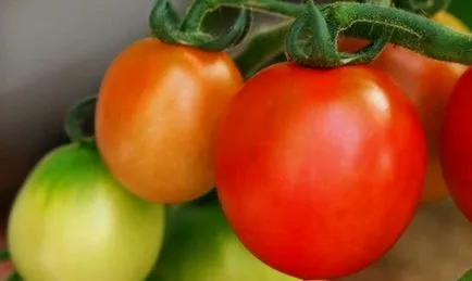 tomate Ultrarannie tomate Ultrarannie