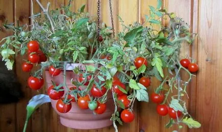 tomate Ultrarannie tomate Ultrarannie